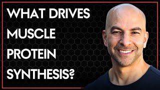 What drives muscle protein synthesis?