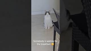 Mösyö the cat #cat #catlover #catlovers #funny #funnyvideos