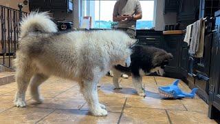 Giant Husky React To Shark Attack! (Cutest Toy Ever!!)