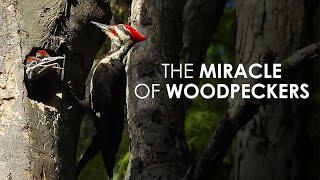 The Miracle Of Woodpeckers