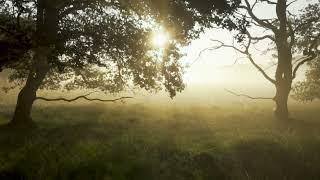 Acoustic Guitar Love: Relaxation Melodies for the Soul