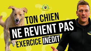 Comment améliorer le rappel pour chien grâce à un exercice simple et FUN en 3 minutes