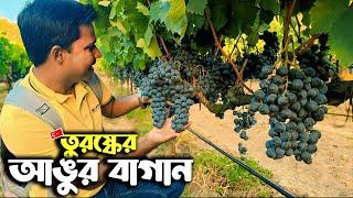 তুরষ্কের আঙুর বাগান দেখে মুগ্ধ আমি আর সুরভী || Grape Garden of Turkey