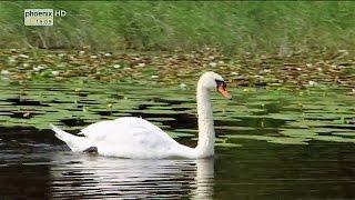 (Doku in HD) Natur Nah - Die letzten Paradiese