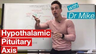 Hypothalamic Pituitary Axis | Endocrine System