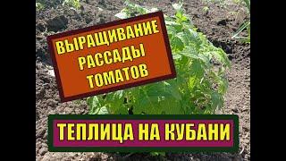 ТЕПЛИЦА НА КУБАНИ И РАССАДА