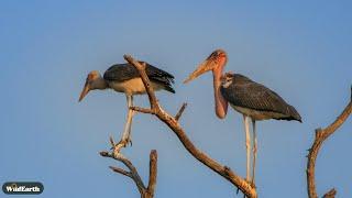 Game of the African plains - SafariLIVE Sunrise - 13 June 2025