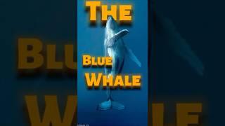 Unveiling the Giants:The Blue Whale's Majestic Journey