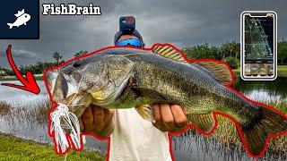 Finding GIANT Spawning Bass With FishBrain