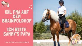 Ich reite Sammy’s Papa  | XXL Haflinger Spam !! | Anja Fee