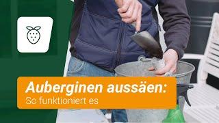 Auberginen aussäen: Im Februar solltet ihr damit beginnen