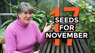 What to Sow in November | Seeds and Plants for November | Self-sufficient vegetable garden (2020)