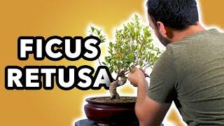 JE TRAVAILLE ENTIÈREMENT un FICUS RETUSA de JARDINERIE