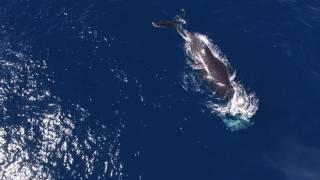 Cabo San Lucas Baby Humpback Whale