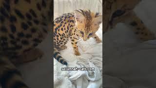 F1 Savannah Cat High Percent Serval | California , Florida , Texas