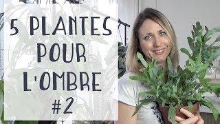  5 plantes d'intérieur pour une pièce sombre  #2