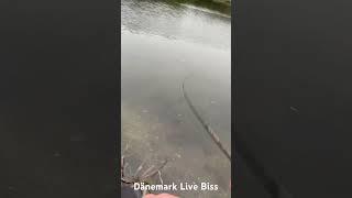 Live Biss Dänemark Forelle