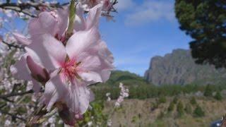 La Palma - Almendros en flor | Amandelbloesem