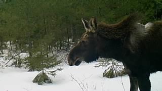 Tick-Infested Bull Moose at Stand 3