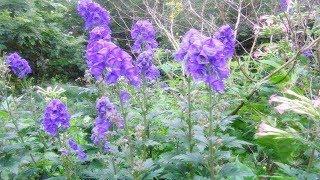 Acónito Común Propiedades Medicinales Y Curativas (Aconitum)