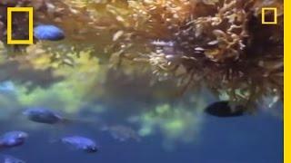 Fish vs. Sargassum | National Geographic