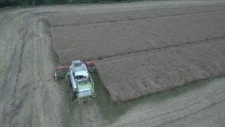 Rapeseed harvest by drone