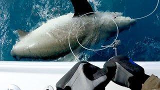 Giant 500lb Bull Shark and Vertical Jigging for Jack Crevalles