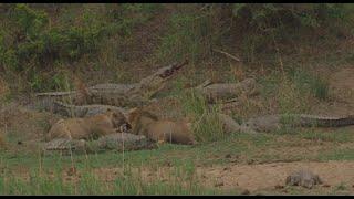 Sharing a meal! Crocodiles & Lions sharing a carcass on the banks of the Sabie River in Kruger Park