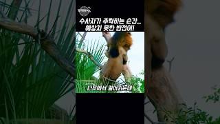 사자가 추락하는 순간… 예상치 못한 반전이!