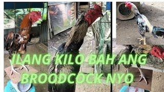 Kilo Ng broodcock ku na ginagamit #shamo asil oriental chicken @ayot hulo breeder