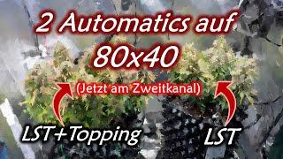 Indoor Automatic Grow im 80x40x120 Zelt | SANlight Evo 3-80 | Schöne Ernte