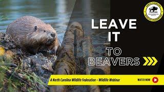 Leave it to Beavers - North Carolina Wildlife Federation