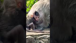 #Animakey#Mom&baby#lovelymonkey#babysocute#viral#animals#youtube#shorts#like#Subscribe#