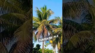 subscribe plz  #short #song