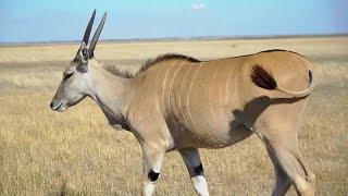 Eland In The Steppe Stock Video