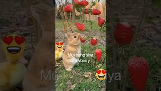 #Healthy rabbit#petlover#Momshie A