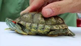 How do you tell the gender of a red eared slider turtle