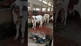 Usman Akbar #cow #cow #celebration #animals #youtubeshorts