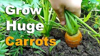 How To Grow Carrots | Complete Guide To HUGE Carrots!