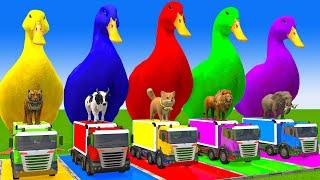 5 Giant Duck Cartoon,Cow,Mammoth,Dog,T-Rex,Lion,Tiger Paint Wild Animals Crossing Fountain Animation