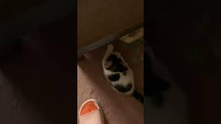 Kitten Jumpscares Person w/ Cuteness