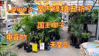 Lowe's的打折绿植能不能买？购买打折植物的几个小窍门。【莎拉养花】