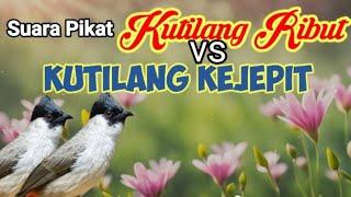 Suara Pikat Kutilang Ribut Kombinasi Kutilang Kejepit