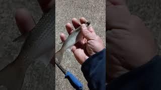 Cold water Mullet !?! #fishingvideo #bait #babyfish #mullet #baitfishing #castnet #sweet #shorts