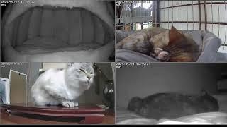 猫ライブ　野良猫から家猫へ 　保護猫と野良猫　 cat live