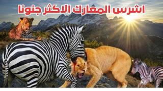 عالم الحيوانات المفترسة : اقوى الهجمات والمعارك الشرسة فى الحياة البرية