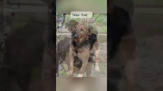 Они найдут дом? Они одни из старших собак в приюте. Интерес? Ноль