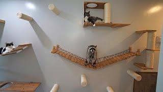 I Built a Massive Cat Wall for my Cats and Raccoons!