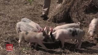 Your Local Farmer & Veteran - Land Basket Farm (Russellville, TN)