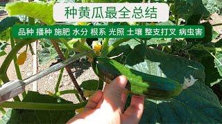 【黄瓜种植】种黄瓜最全总结 从选品种到采收12个环节 总结成2个关键点